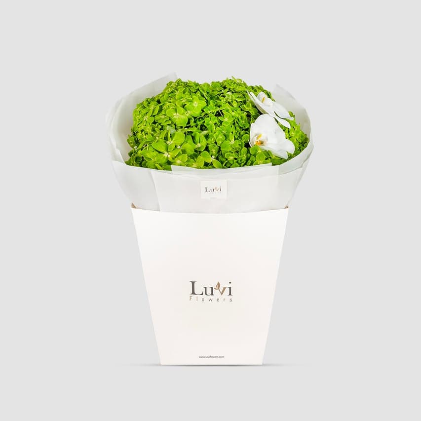 Lime Hydrangea bouquet freshly presented in a Luviflowers green-accented gift bag	